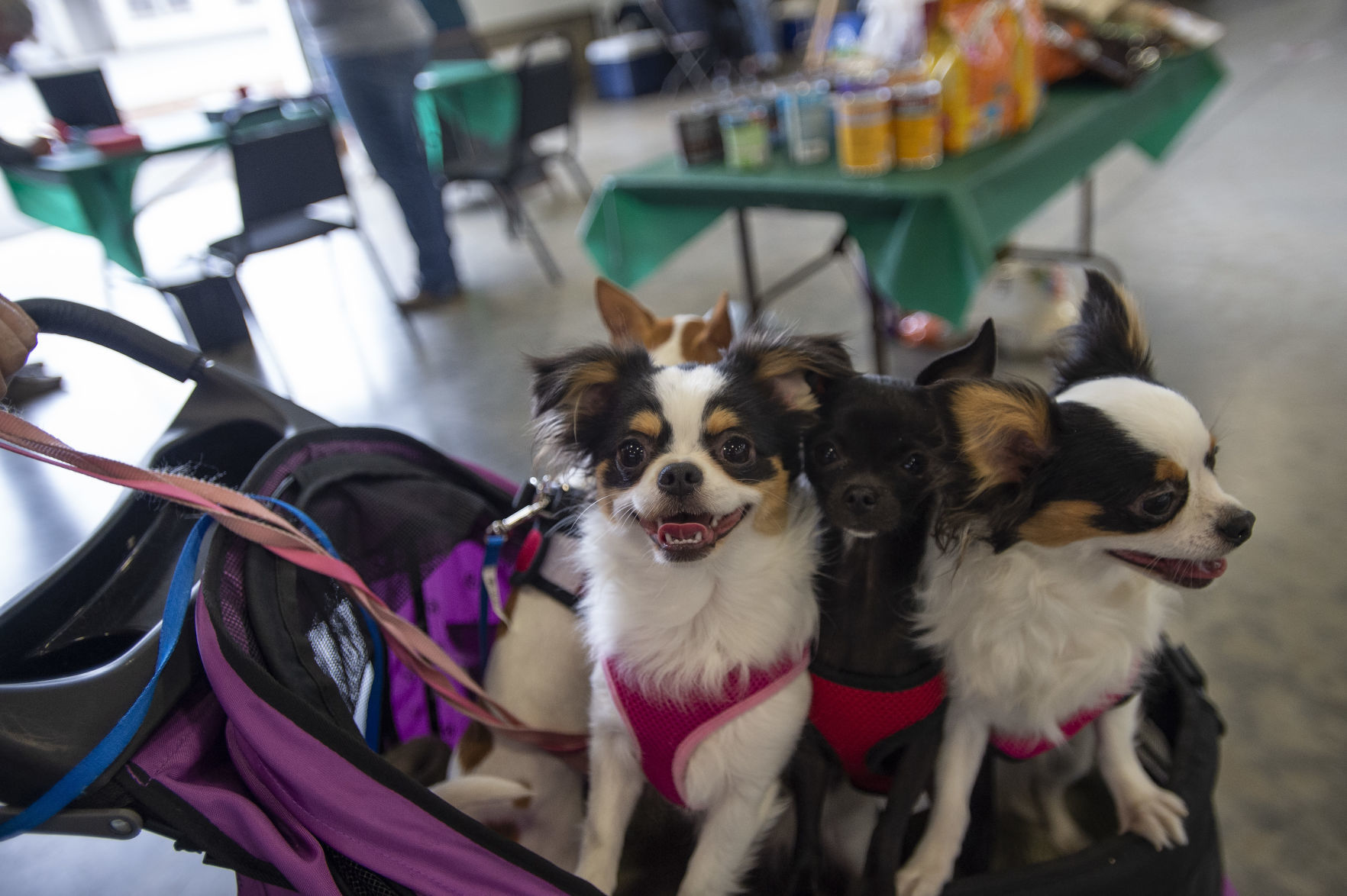 Barktoberfest
